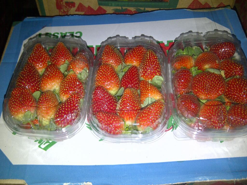 Festival Strawberries
