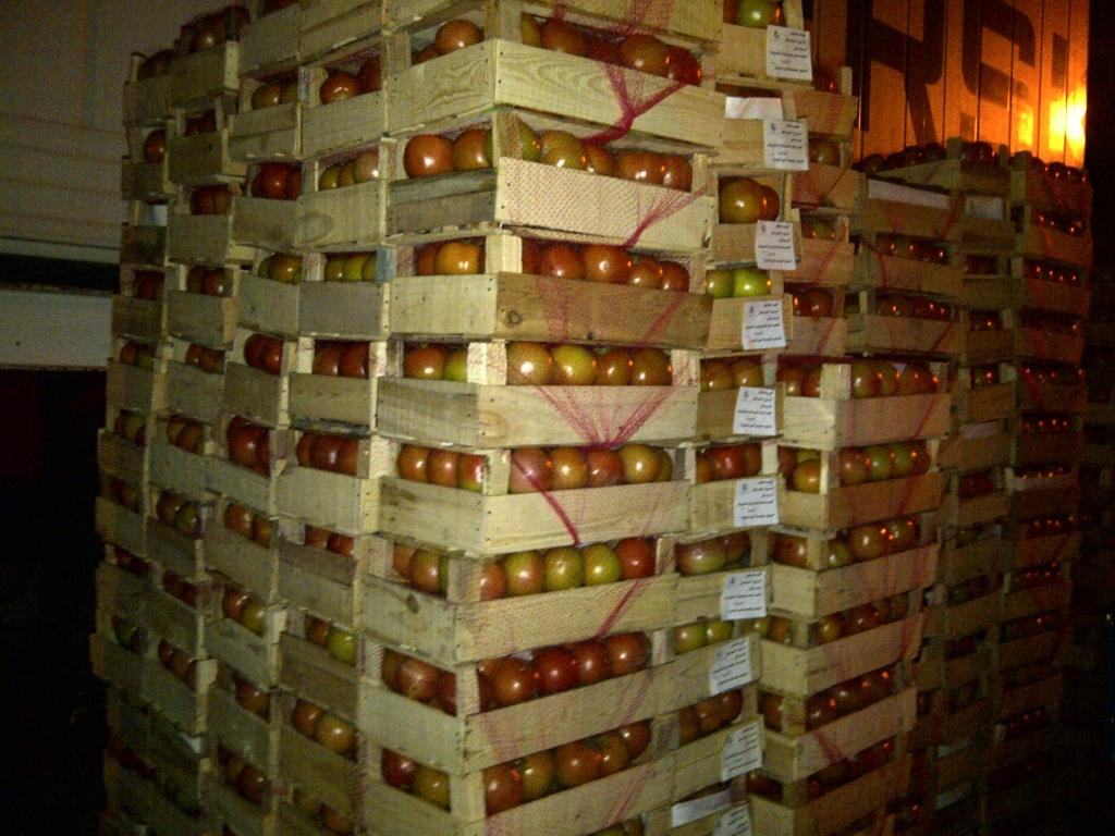 Tomato prepared for export