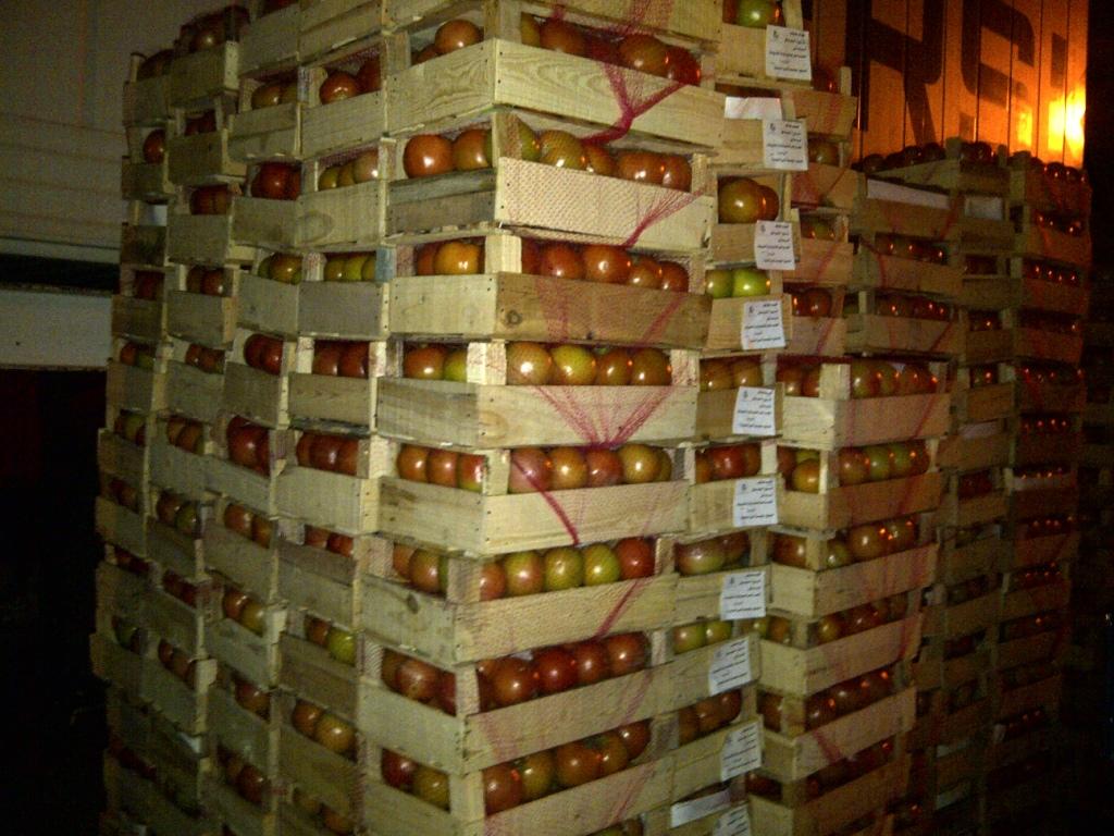 Tomato prepared for export